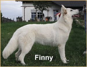 Finny