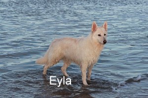 Eyla