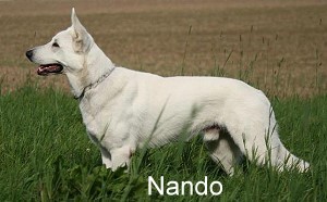 Nando